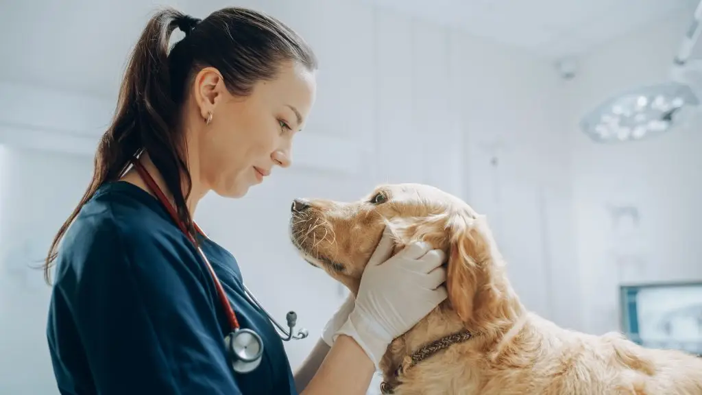 Cao_e_veterinaria_2025