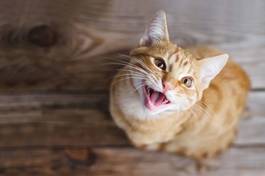 Gato_boca_aberta_2025.webp