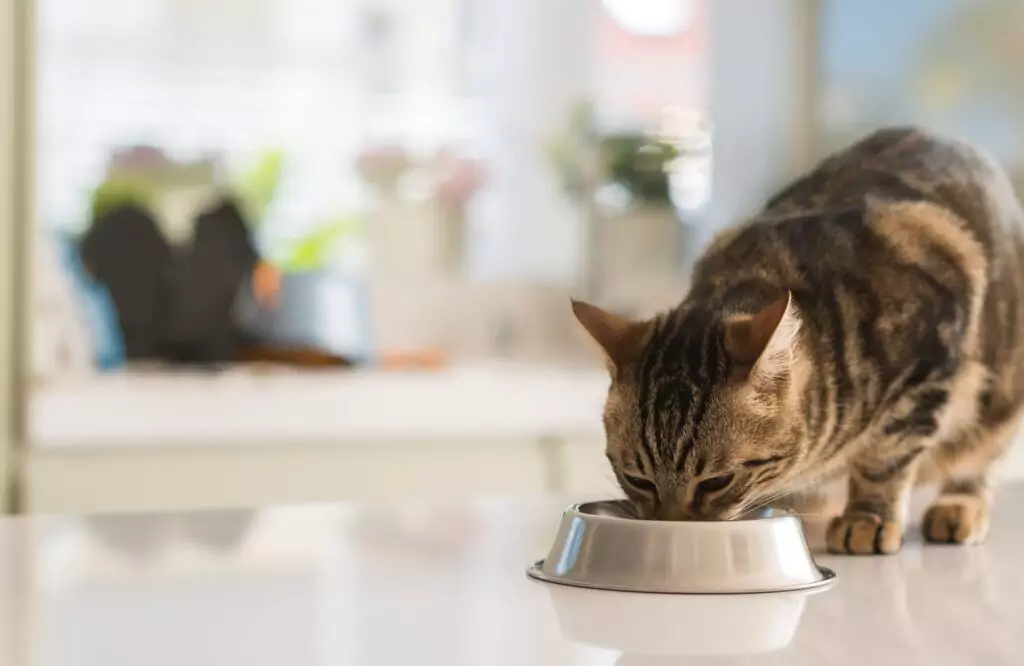 Gato_comendo_2025.webp