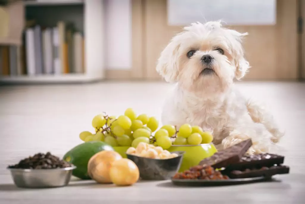 Cachorro_com_Frutas.webp