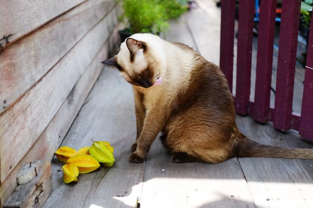 Gato_e_Carambola_2025.webp