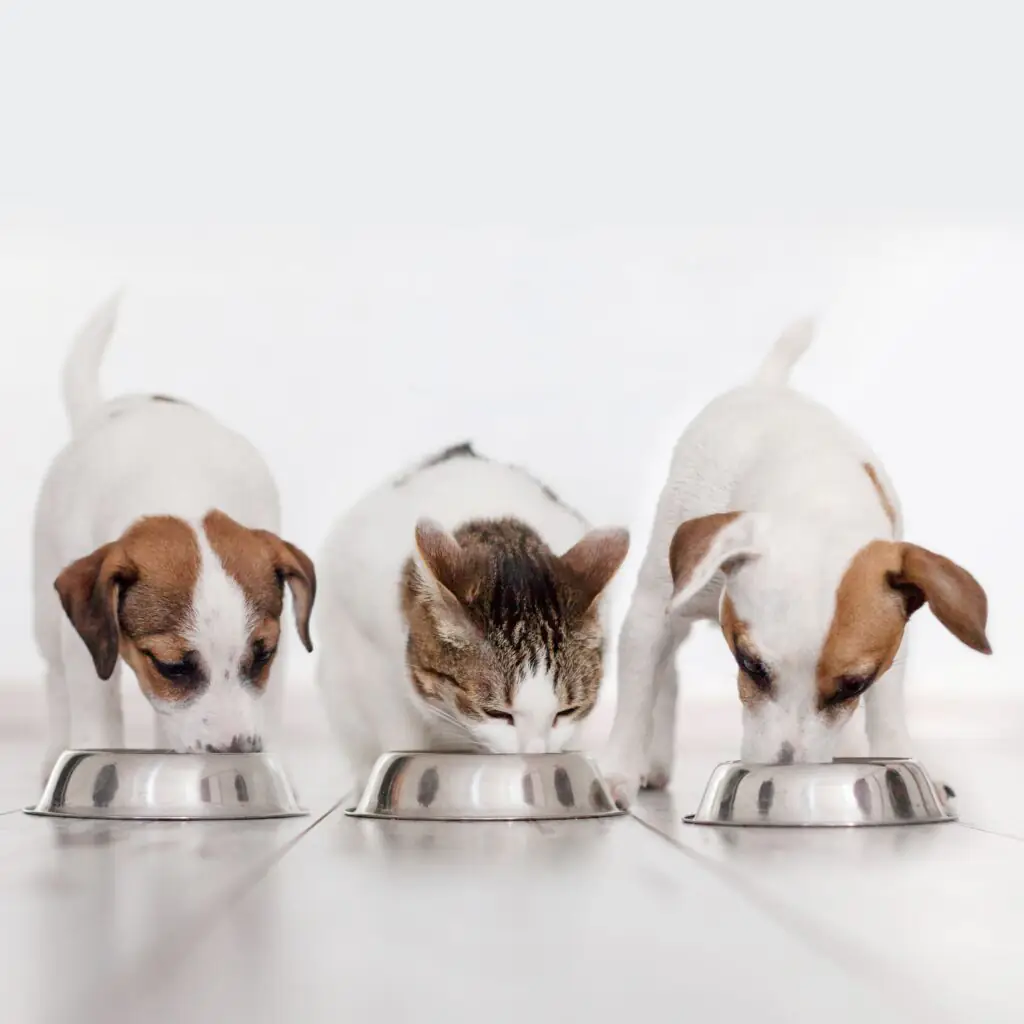 Caes_e_gato_comendo_2025.webp