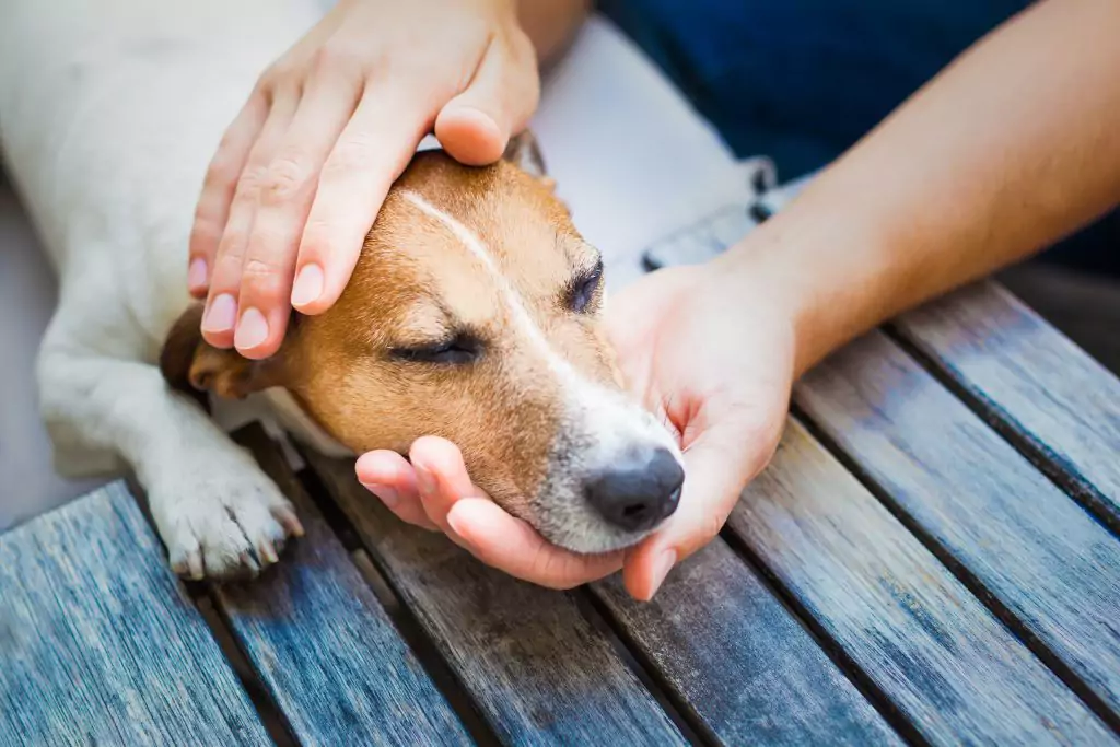Cachorro_com_Sintomas_Clinicos_2025.webp