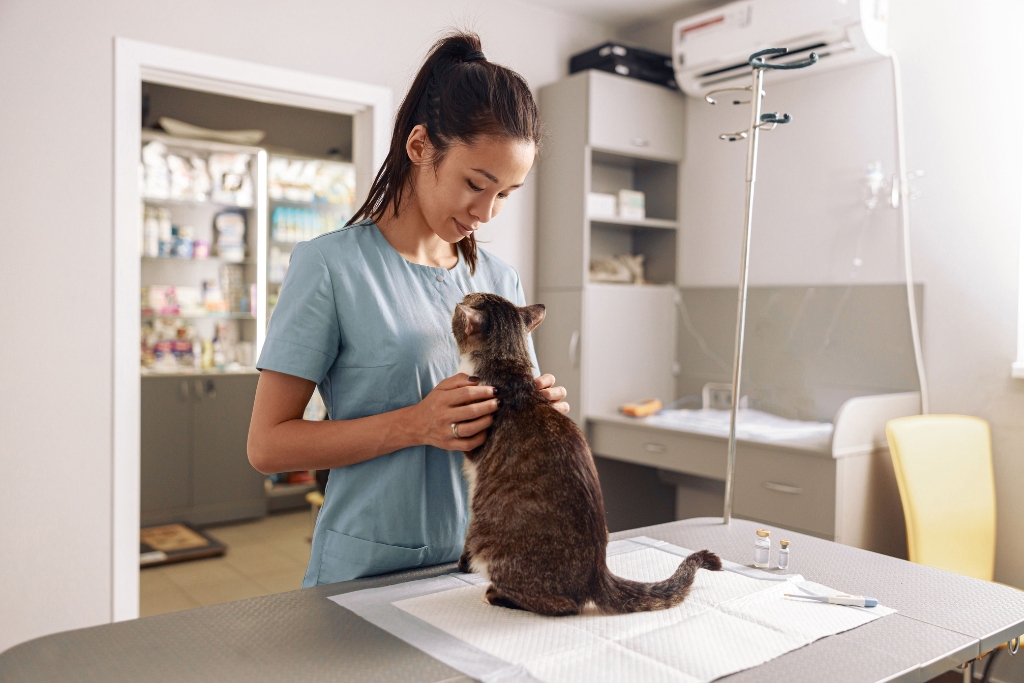 veterinaria-cuidando-de-gato-no-consultorio.jpg