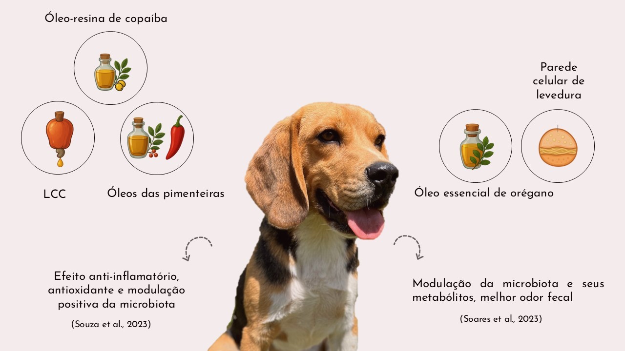 Oleos_funcionais_avaliados_estudos_2025.jpg