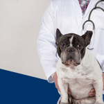 Enteropatias crônicas em cães