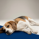 Cachorro da raça beagle com síndrome de cushing.