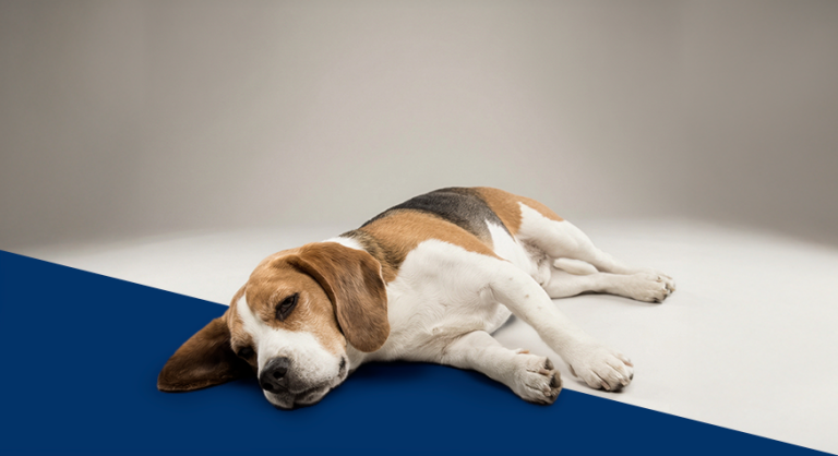 Cachorro da raça beagle com síndrome de cushing.