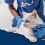 Diagnóstico do hipertireoidismo em gatos.