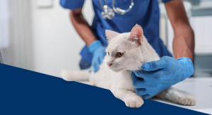 Diagnóstico do hipertireoidismo em gatos.