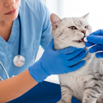 Opções de tratamento para hipertireoidismo em gatos.