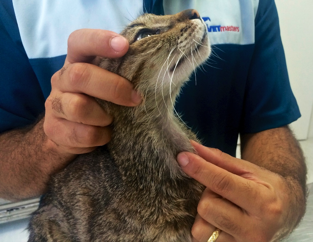 Palpação de tireoide em gato.