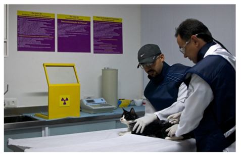 Radioiodoterapia em gato com hipertireoidismo.